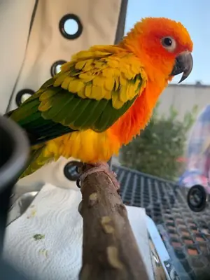 Green-cheeked conure for sale | Lively and affectionate personality | Hand-raised | Video viewing available