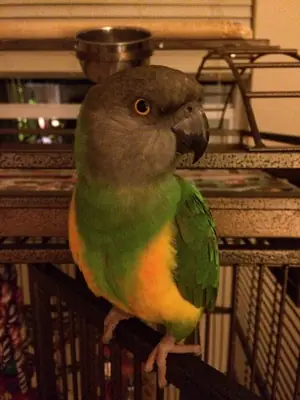 Jardine’s Parrot for Sale | Calm Temperament | Home Raised