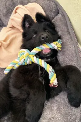 Lost German Shepherd | Responds to Name | Help Needed