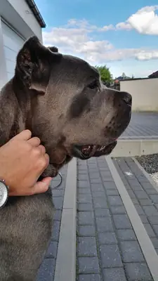 Кане-корсо для вязки | Крепкий кобель | Уравновешенный характер