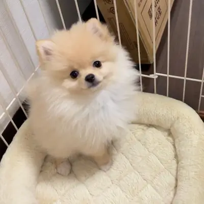 Померанский шпиц на продажу | Компактный, ласковый | Домашний любимец