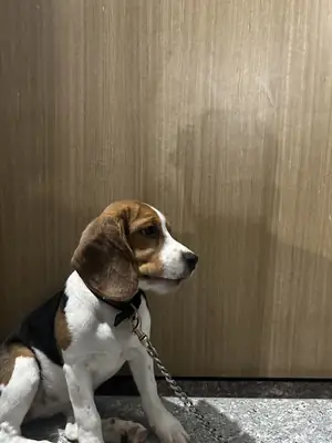 Ücretsiz sahiplendirme | Beagle, insan canlısı | Sorumluluk sahibi aile arıyorum