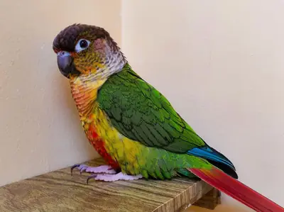 Green Cheek Conure for sale | Tame and energetic | Can include cage