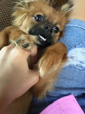 Pekingese available for free adoption | Calm, affectionate | Gentle family wanted