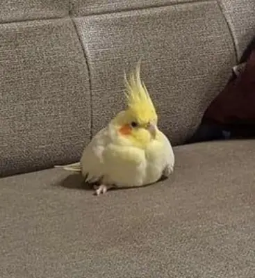 Perruche calopsitte perdue | Très sociable | Récompense si retrouvée