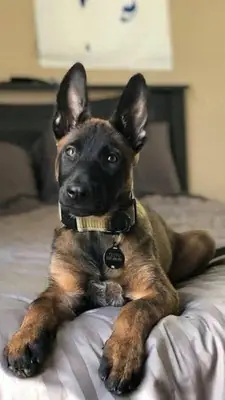 Belgian Malinois for sale | Very intelligent, athletic | For an active person