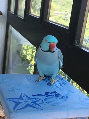 Lost Ringneck Parakeet | Green with long tail | Responds to “Rio”