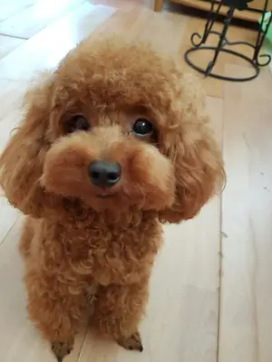 Poodle for stud service | Adult male | Responsible inquiries only