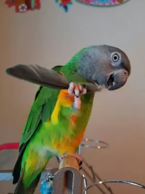 Senegalese parrot for sale | Sociable, curious | Ideal for a quiet home