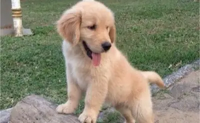 Our office mascot is our dog