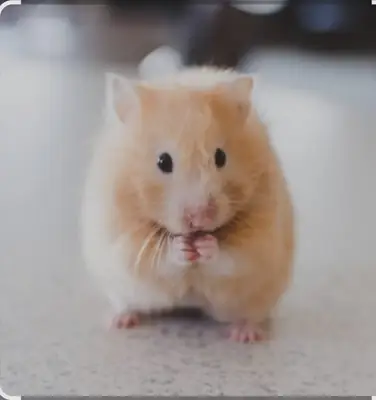 ручной хомяк