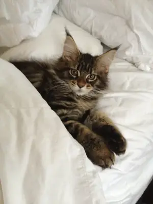 Maine Coon for Sale | Gentle Giant | Raised Inside the Home