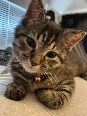 Rescue Cat Looking for a Calm Home | Free Adoption | Very Affectionate