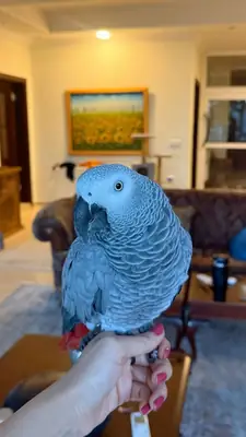 Lost African Grey Parrot | Responds to Name | Help Needed