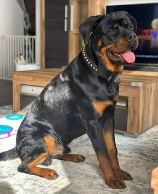 Ротвейлер для вязки | Уравновешенный, крепкий | Ответственный подход