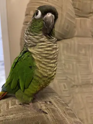 Green-cheeked Conure for sale | Tame, active | Apartment friendly