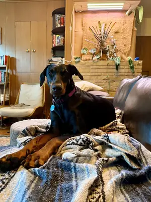 Loyal Doberman looking for an experienced home