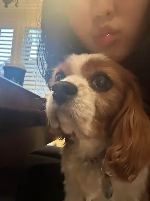 Sweet Cavalier girl looking for a loving family