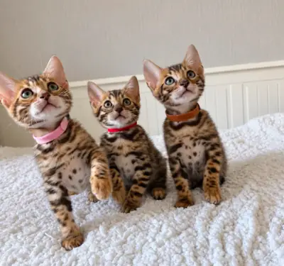 Bengal Kedi Yavruları