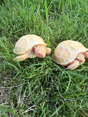 albino sulcata kaplumbağaları