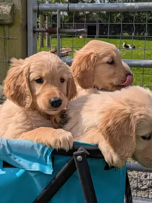 magnifiques chiots Golden Retrieve