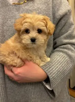 My little joy maltipo qant a good home WhatsApp +447393160284