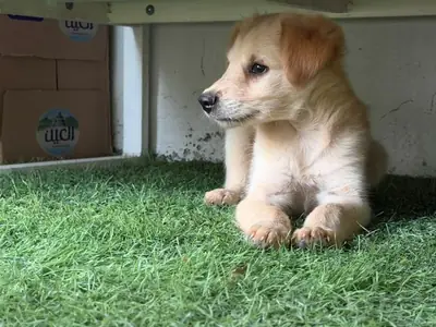 Golden Retriever dog for sale WhatsApp +447393160284