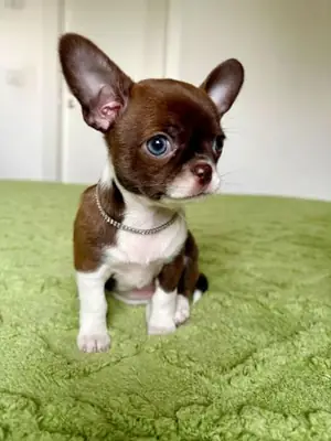 Chihuahua puppy WhatsApp +447393160284