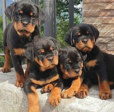 Male and female rottweiler puppies for pet lovers. WhatsApp +447393160284