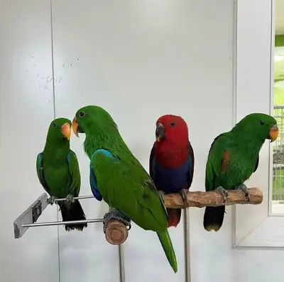 Rose-ringed Parakeet WhatsApp +447393160284
