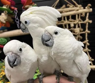 White umbrella cockatoo parrots WhatsApp +447393160284