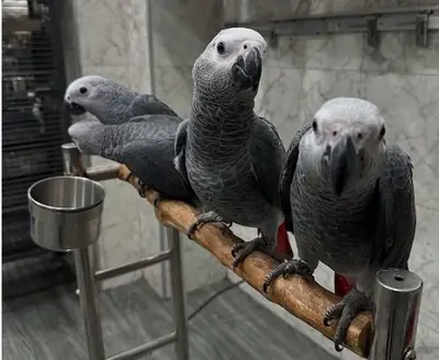 African Grey Parrots with Fertile Eggs WhatsApp +447393160284