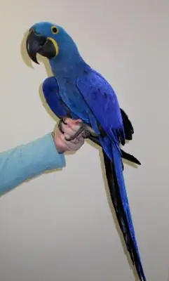 A bonded pair of hyacinth macaw WhatsApp +447393160284