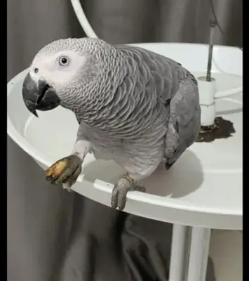 Congo African gray parrot WhatsApp +447393160284