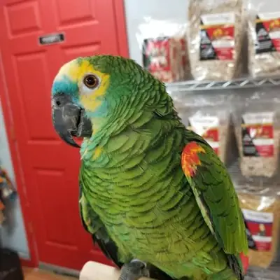 Amazon Parrot -WhatsApp +447393160284