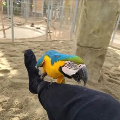 Just take a look at this macaw parrot WhatsApp +447393160284