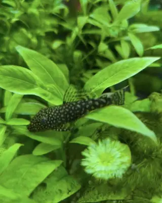 Des alevins d'ancistrus de différentes tailles sont disponibles.