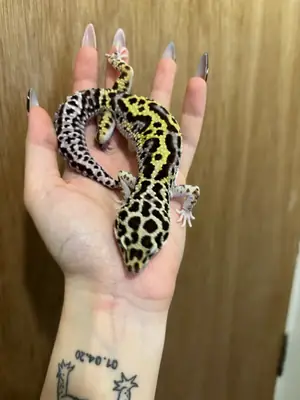 5 Year Old Healthy and Docile Leopard Gecko – For Adoption