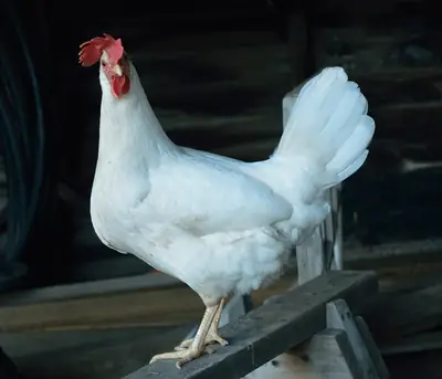 Healthy Leghorn Chickens – Adoption