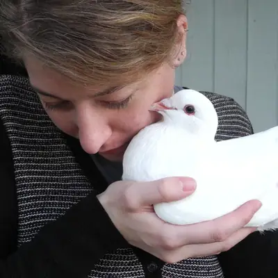 Trained and Healthy Homing Pigeon