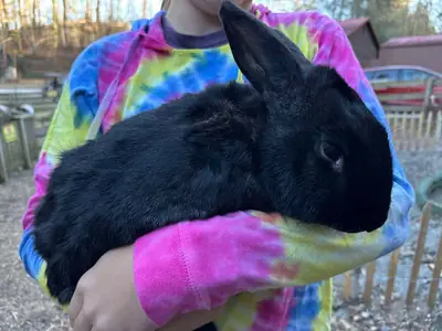 Кролик больше, чем кажется, и очень милый.