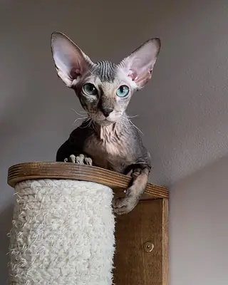 Красавчик-безволо..