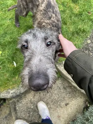 Elegant Scottish Deerhound “Ragnar” – Looking for a Forever Home