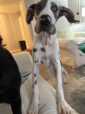 We Are Looking for a Warm Home for Our Great Dane