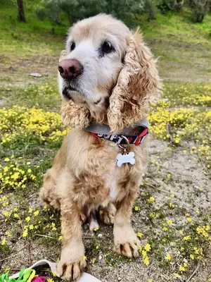 Sweet Cocker Spaniel Puppy Looking for a Loving Home