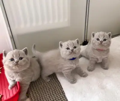 Registered British Shorthair Kittens Available