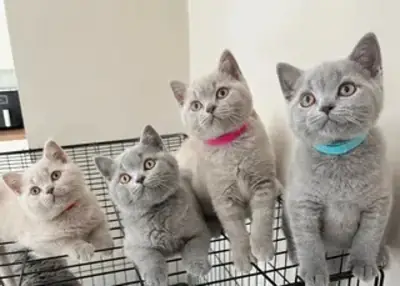 Plush-Coated British Shorthair Kittens