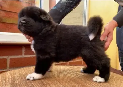 Akita puppies