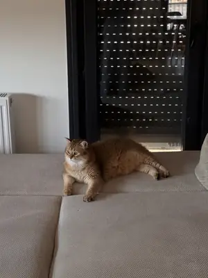 Lost British gold cat