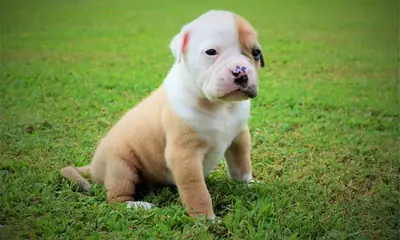 Gorgeous American Bulldog Puppies